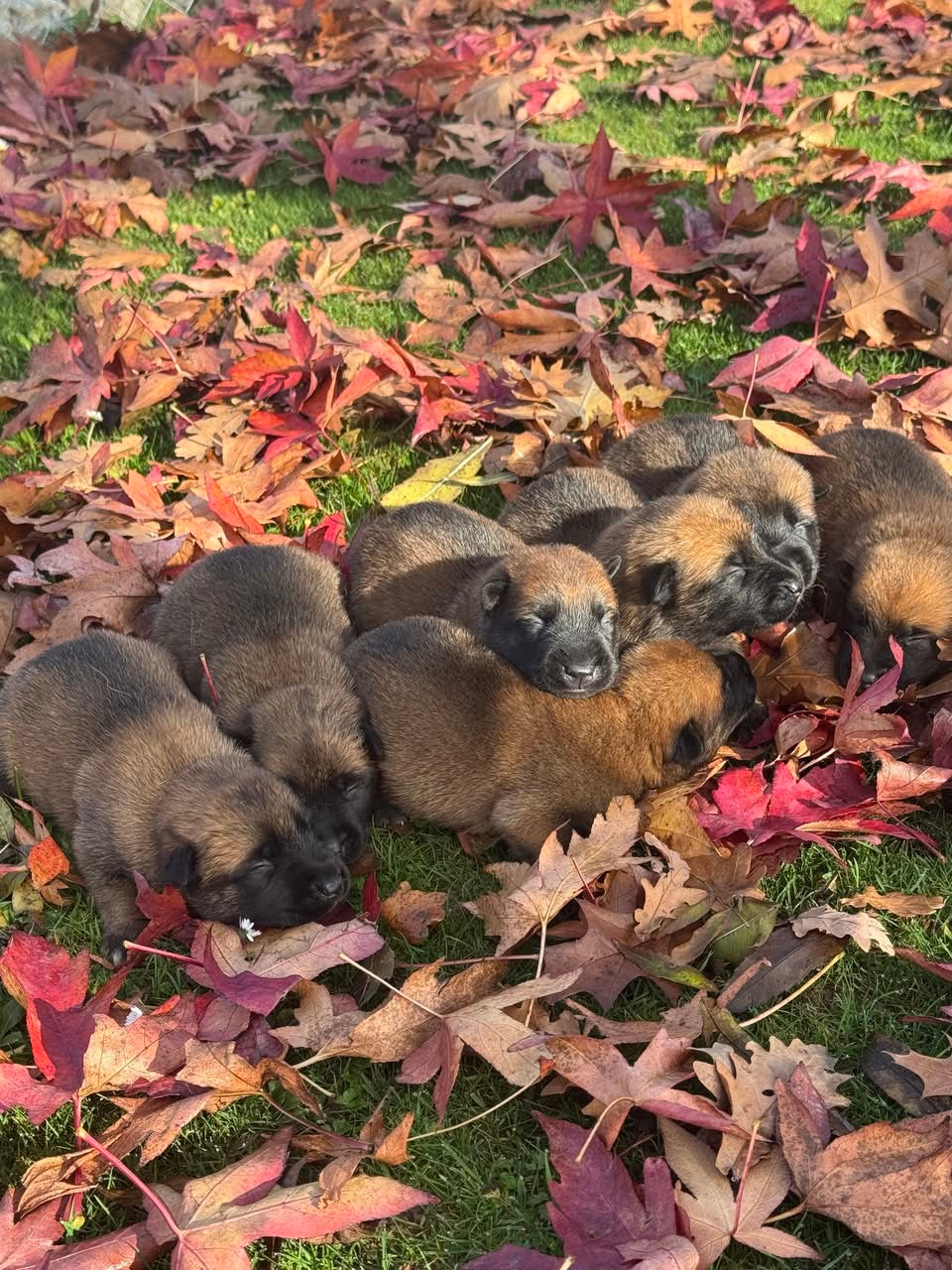 a reserver chiots Berger Belge malinois LOF nes  le 12 05 2026