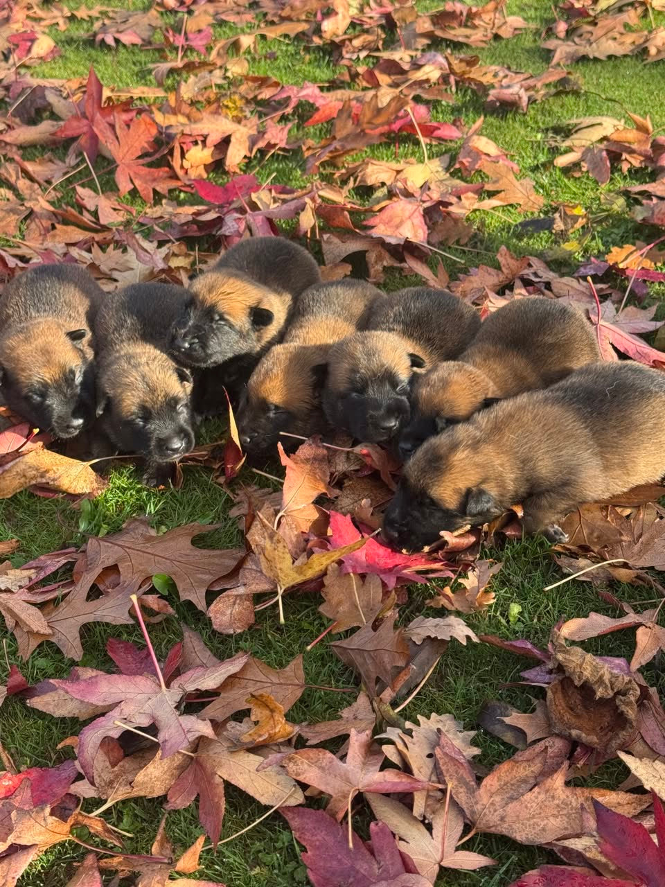 a reserver chiots Berger Belge malinois LOF nes  le 12 05 2026