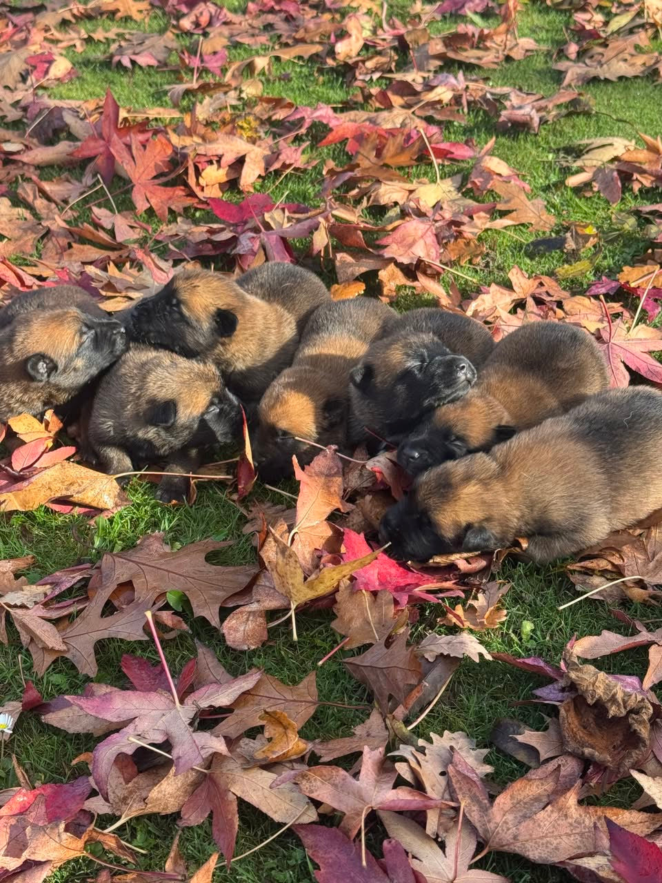 a reserver chiots Berger Belge malinois LOF nes  le 12 05 2026